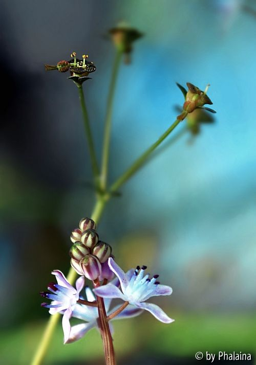 Miniaturen