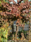 Cornus-officinalis_Herbst