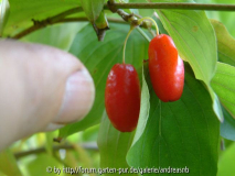 Cornus-officinalis_Frucht