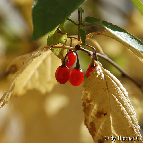 Herbstfarben