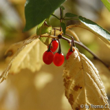 Herbstfarben