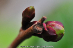 Camellia impressinervis knop