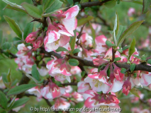 Chaenomeles-cathayensis_Bluete
