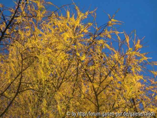 Lärche im November