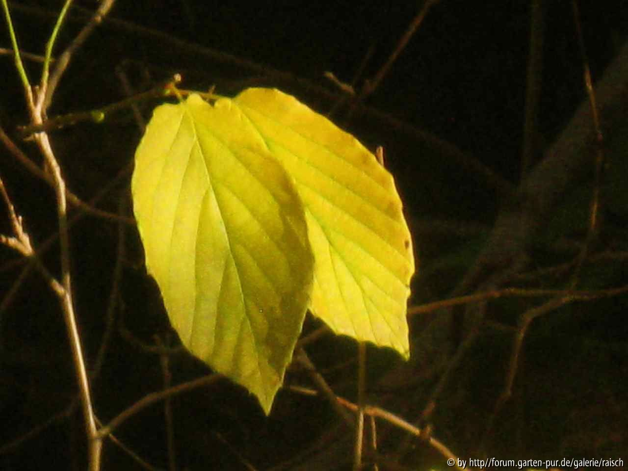 Corylopsis sinensis