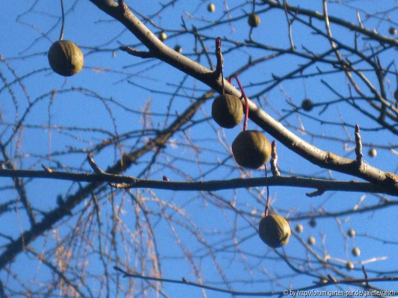 Davidia involucrata