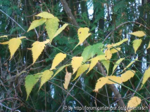 Kerria japonica