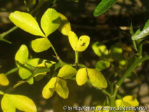 Poncirus trifoliata