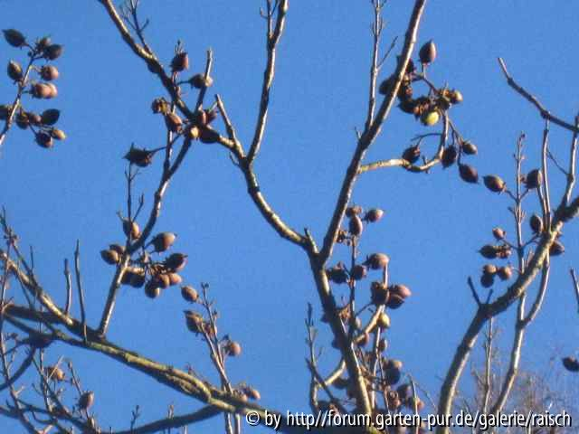 Paulownia tomentosa