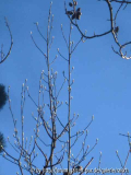 Magnolia zenii