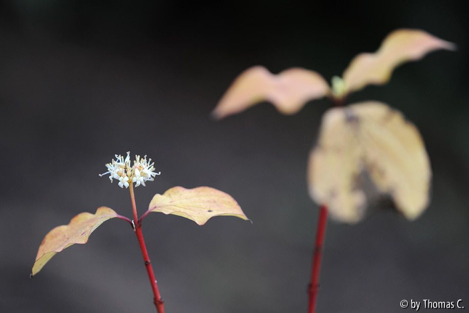 Novemberfarben und -formen 10