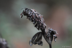 Novemberfarben und -formen 14