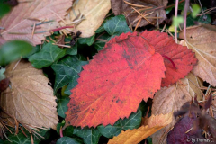 Novemberfarben und -formen 19