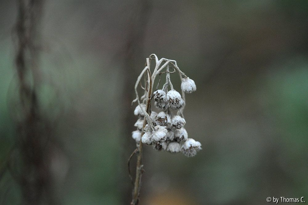 Novemberfarben und -formen 1