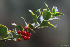 Novemberfarben und -formen 4