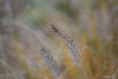 Novemberfarben und -formen 8