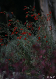 Zauschneria November 2010