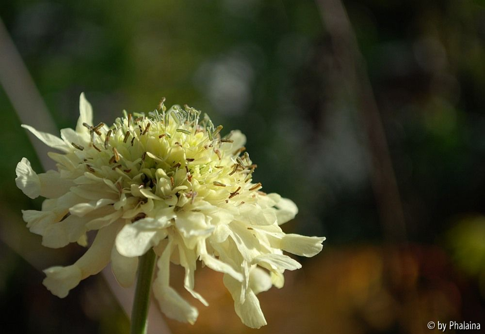 Cephalaria gigantea