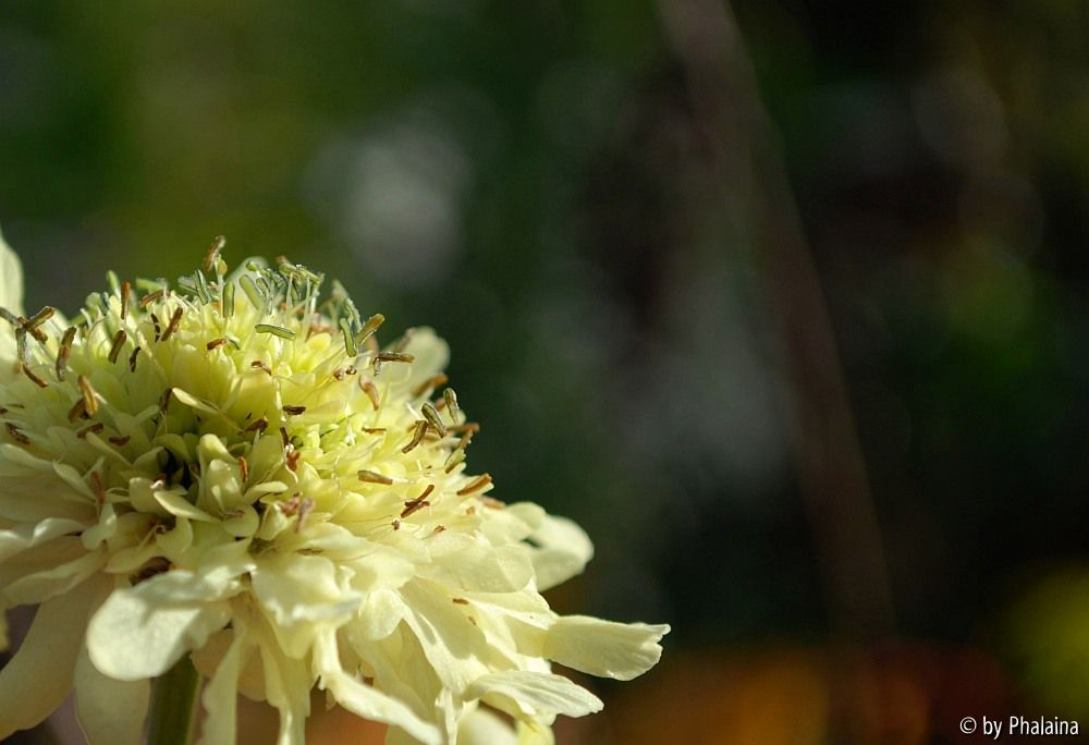Cephalaria anders beschnitten