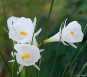 Narcissus cantabricus var. foliosus