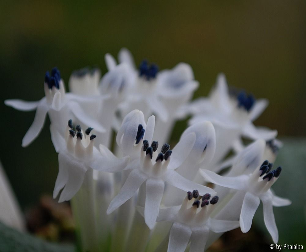 Massonia jasminiflora