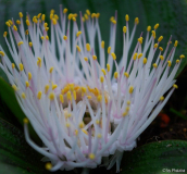 Massonia pustulata
