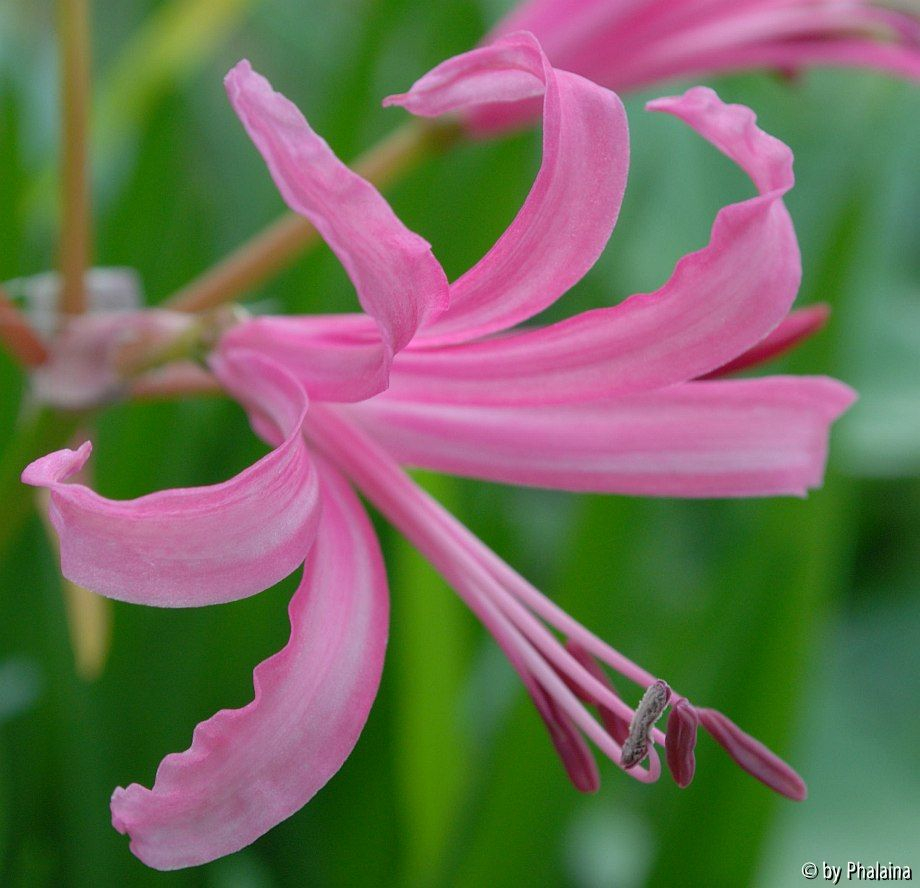 Nerine bowdenii
