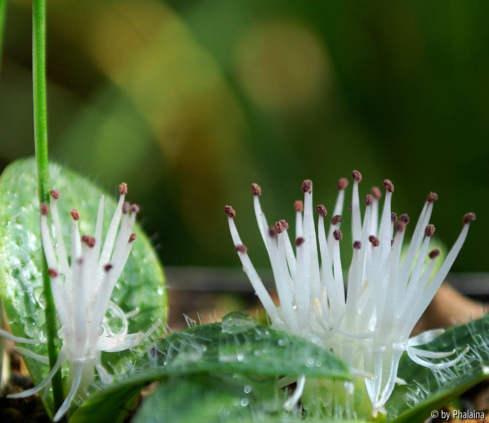 Massonia pygmaea