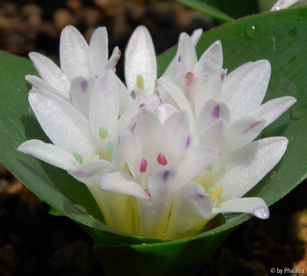 Polyxena ensifolia