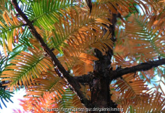 Metasequoia glypto