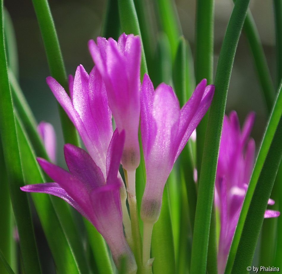 Polyxena paucifolia