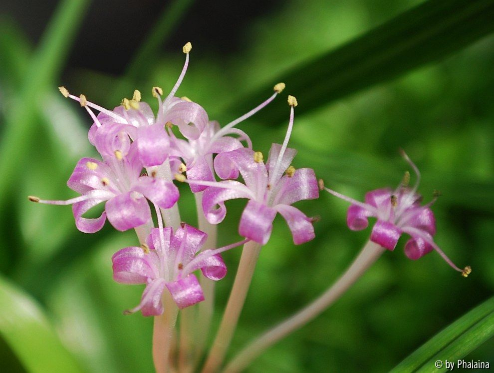 Polyxena pygmaea 2