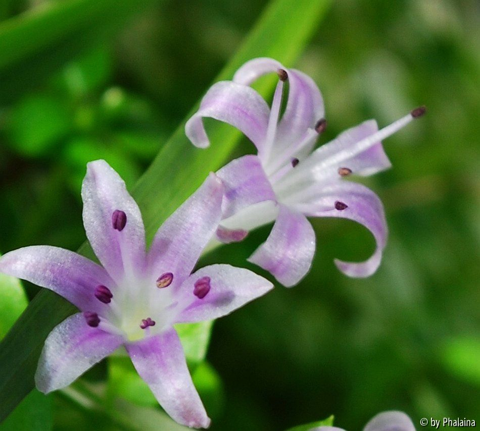 Polyxena pygmaea 1