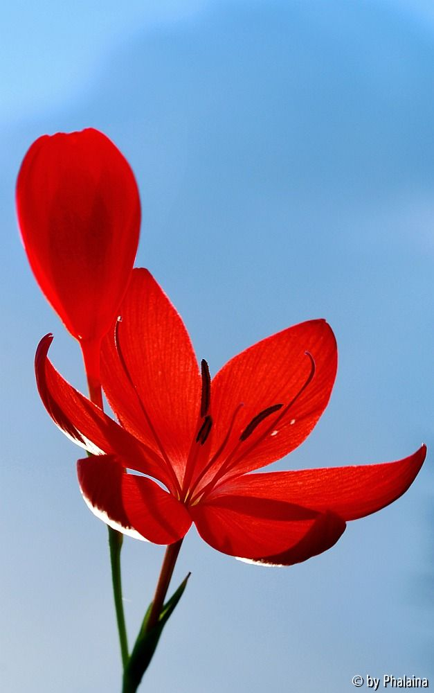 Hesperantha coccinea