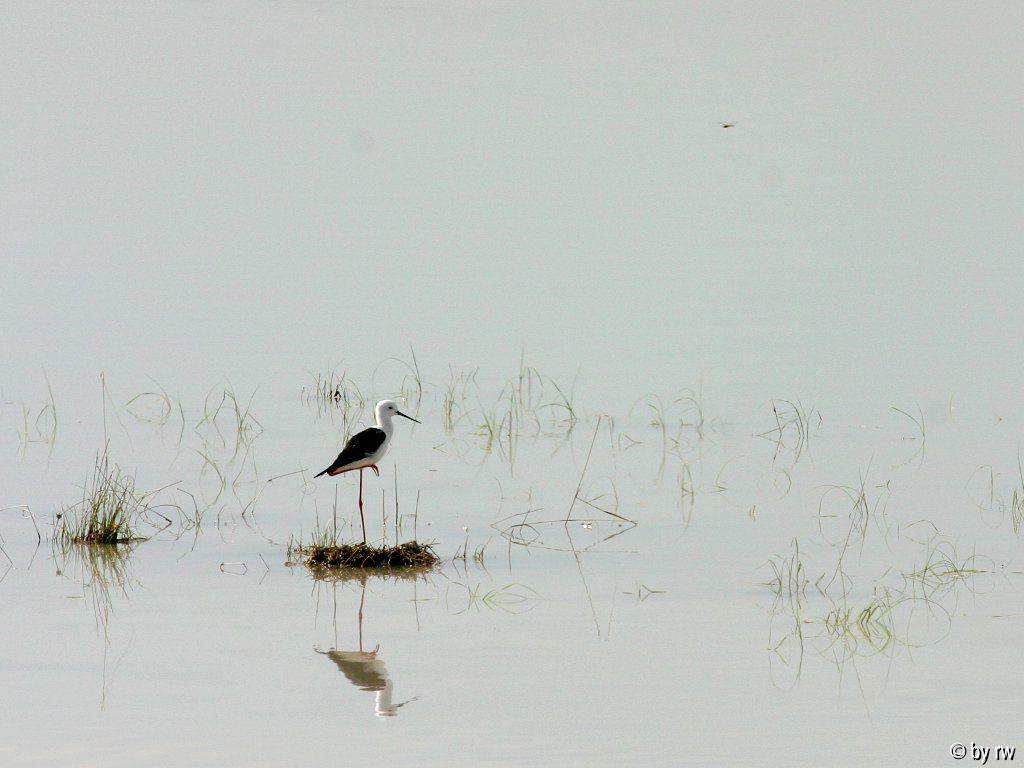 Spiegelung