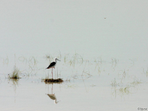 Spiegelung