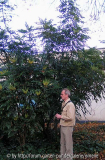 Mahonia gigantea
