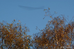Birke und Vogel im Wind