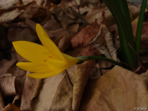 Sternbergia lutea (3).JPG