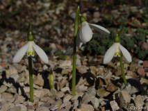 Galanthus reginae-olgae (2).JPG