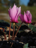 Cyclamen rohlfsianum (2).JPG