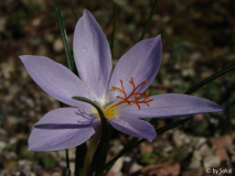 Crocus tournefortii (1).JPG