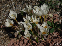 Crocus ochroleucus.JPG
