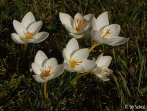 Crocus niveus (1).JPG