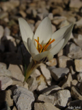 Crocus biflorus melantherus.JPG