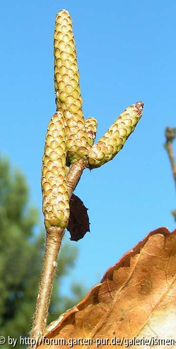 Betula medw