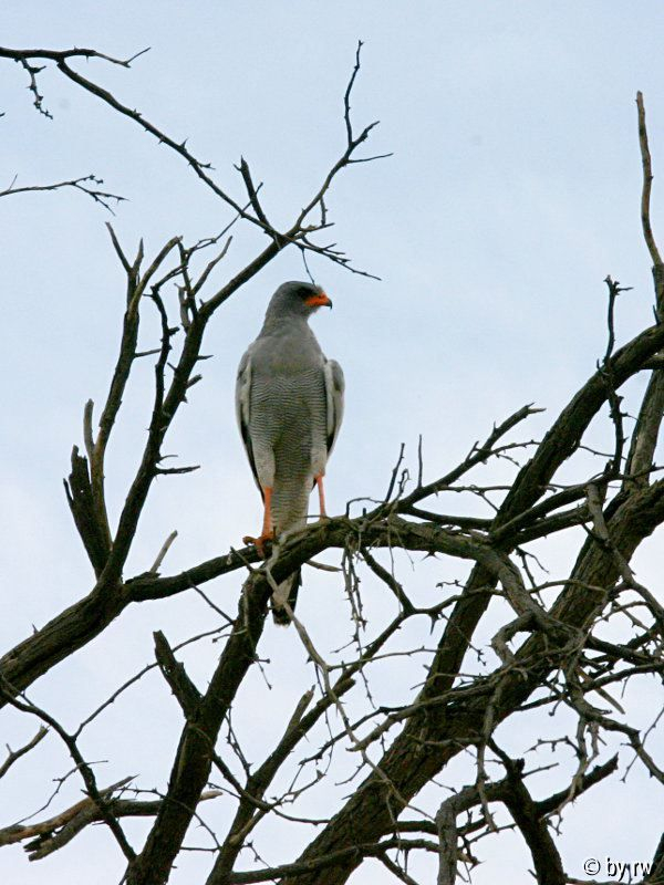 Raubvogel