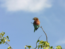 Singvogel