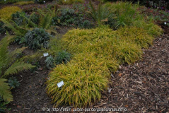 Luzula sylvatica 'Aurea'
