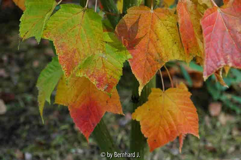 Acer rufinerve - Rostnerviger Ahorn